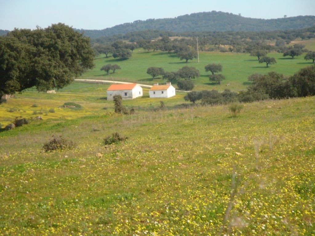 A HERDADE 145 hectares a 20min de Vila Viçosa (vila candidata a património  MUNDIAL da UNESCO), Alentejo - Image 1
