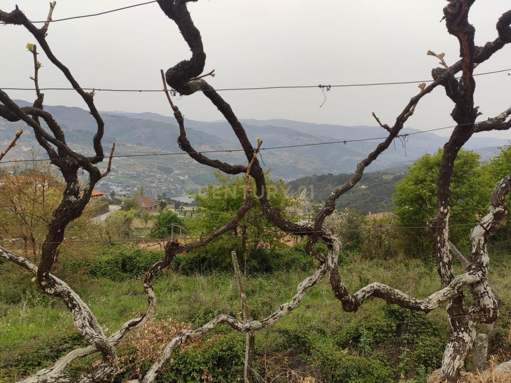 Terreno com casinha e vista para o rio Douro, em S. Tomé de Covelas, Baião para projeto agrícola - Image 62