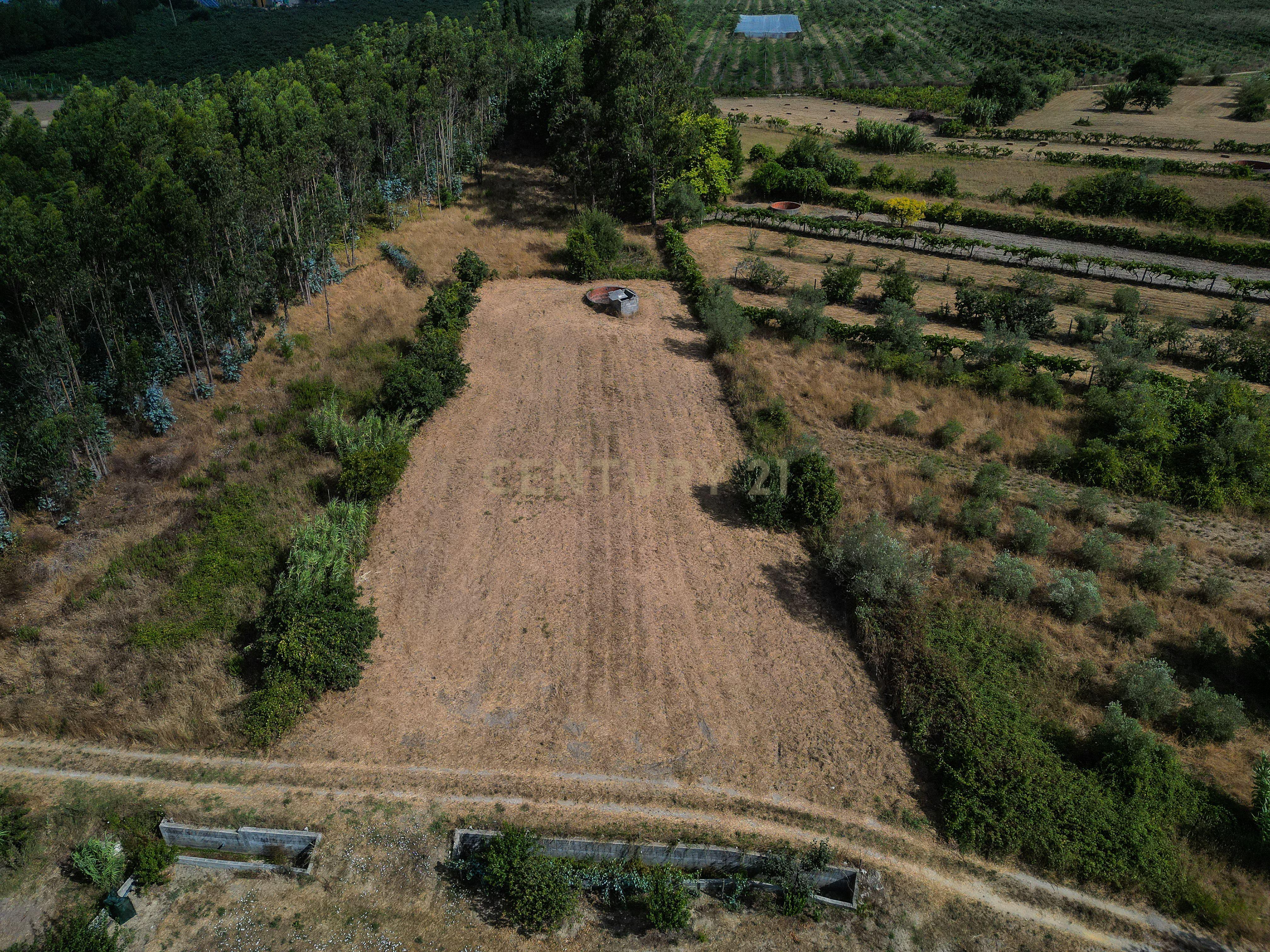 Fotografia 6 de Terreno de cultivo com poço em Cabeça Alta – Seixo de Gatões, Montemor-o-Velho