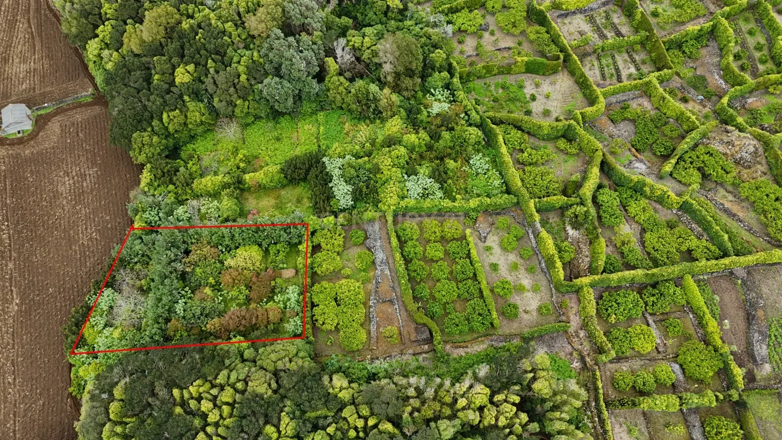 Fotografia 9 de Pomar localizado na zona dos Biscoitos, Ilha Terceira, com características ideais para utilização agrícola.