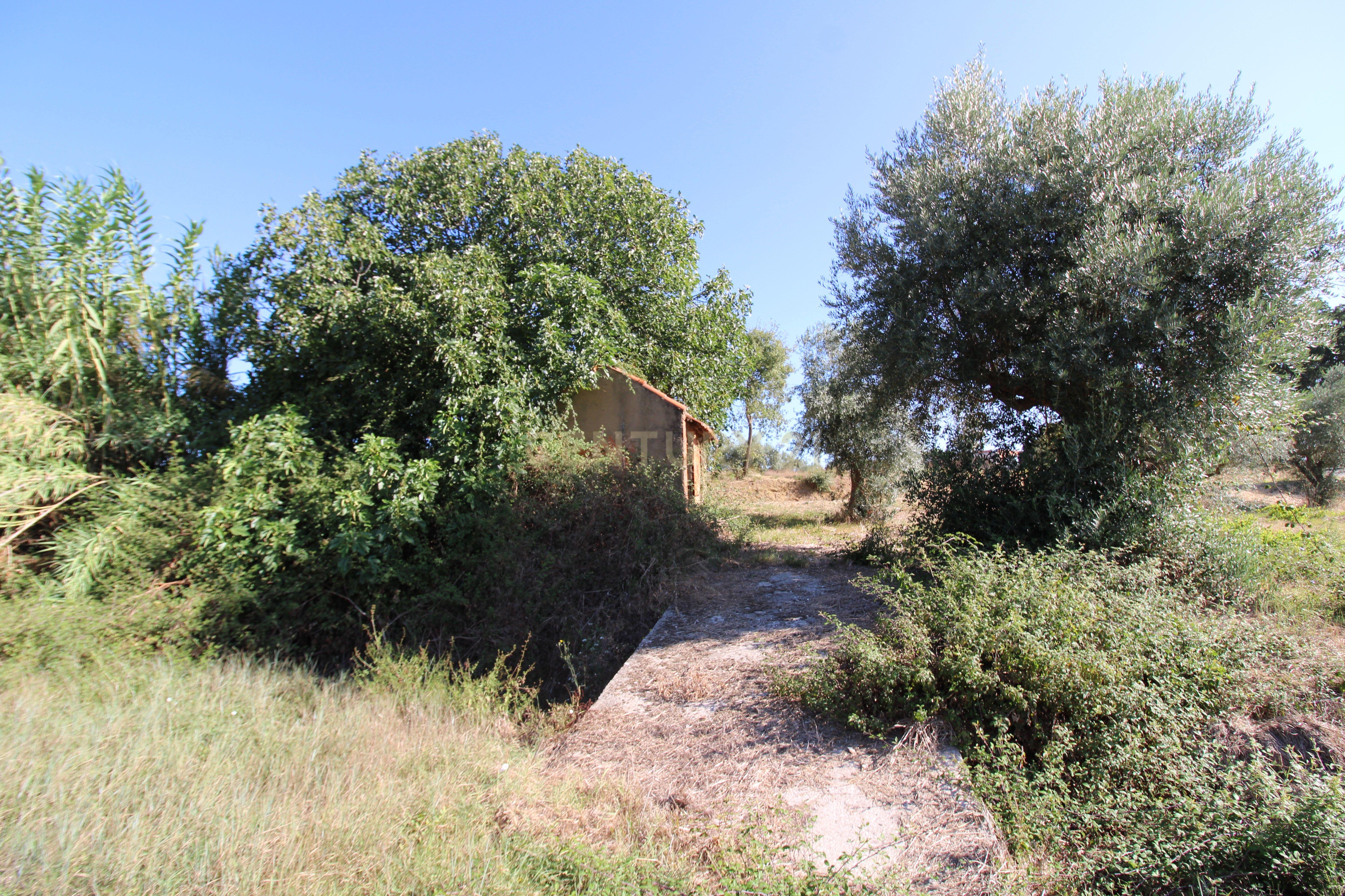 2 Terrenos Rústicos c/poço de água próximo da Cidade de Tomar - Image 10