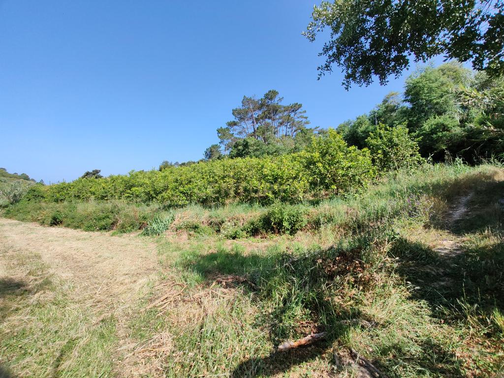Terreno com Limoeiros | Próximo da Aldeia | Chanca - Mafra - Image 2