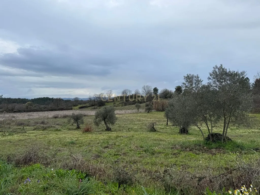 Terreno em Meimoa, Penamacor - Image 9