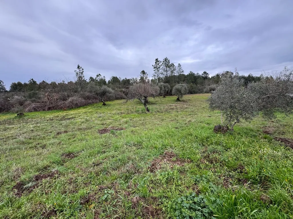 Terreno em Meimoa, Penamacor - Image 3