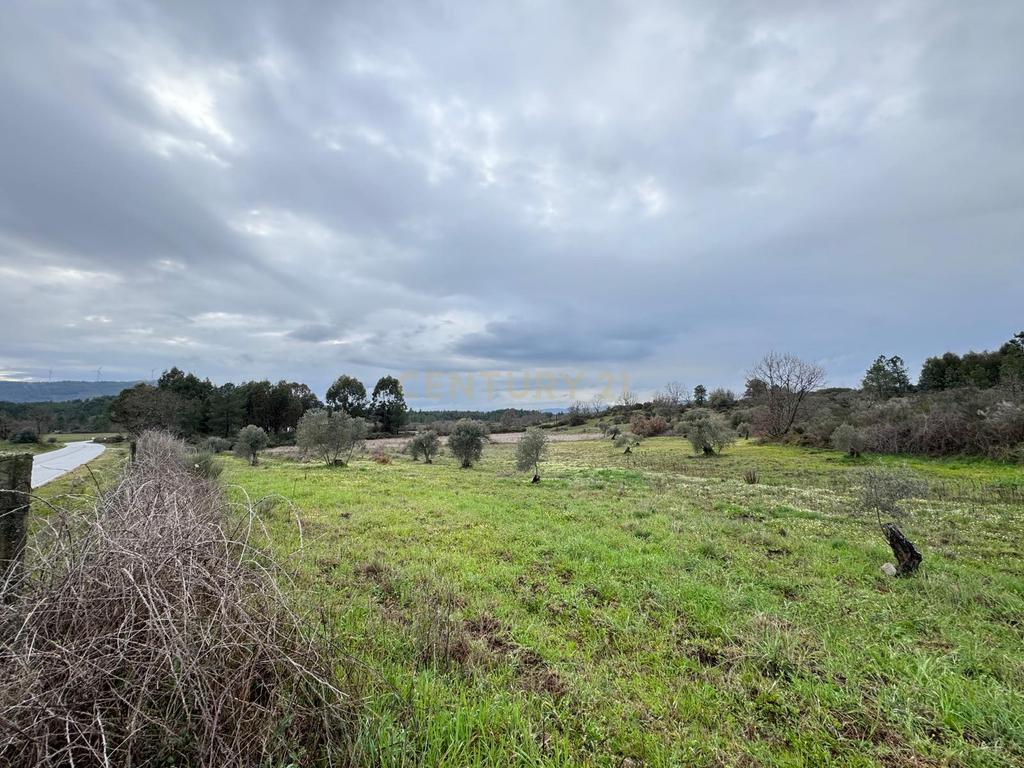 Terreno em Meimoa, Penamacor - Image 6