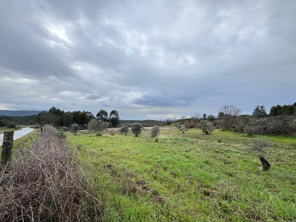 Terreno em Meimoa, Penamacor - Image 10