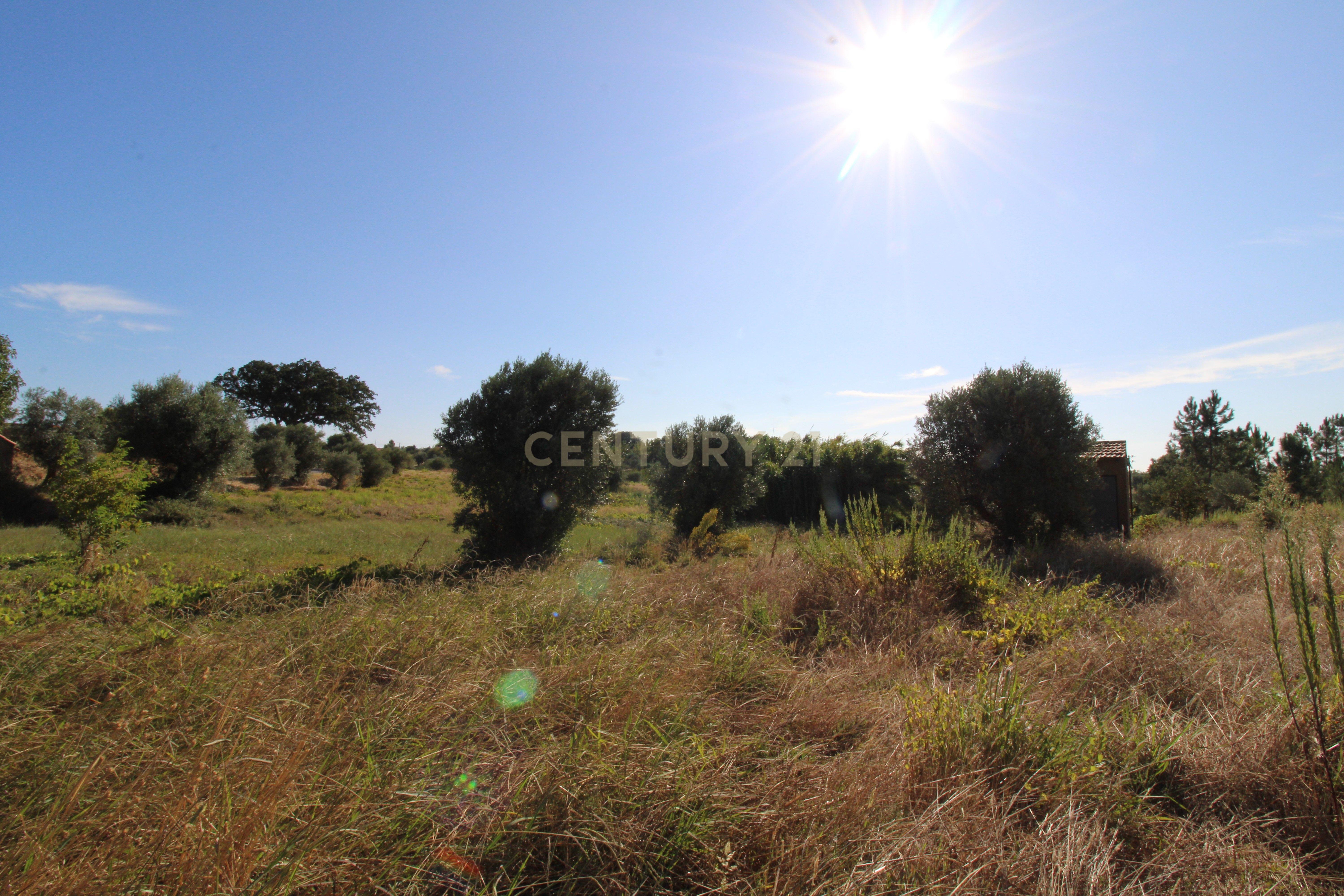 2 Terrenos Rústicos c/poço de água próximo da Cidade de Tomar - Image 8
