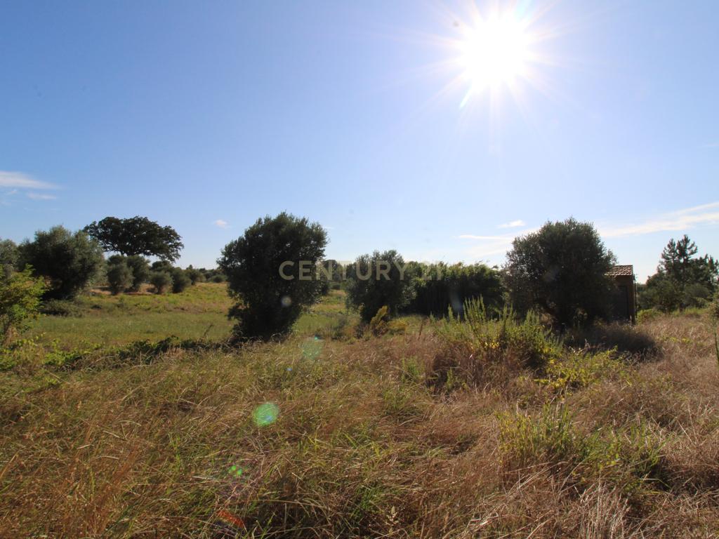 2 Terrenos Rústicos c/poço de água próximo da Cidade de Tomar - Image 8