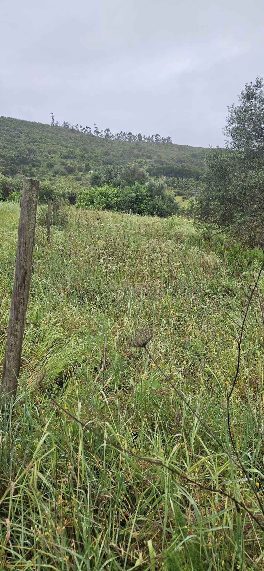 Fotografia 3 de Terreno rústico com 2.750 m² (0,275 ha), localizado na zona de Canafechal, na Mexilhoeira Grande, concelho de Portimão.
