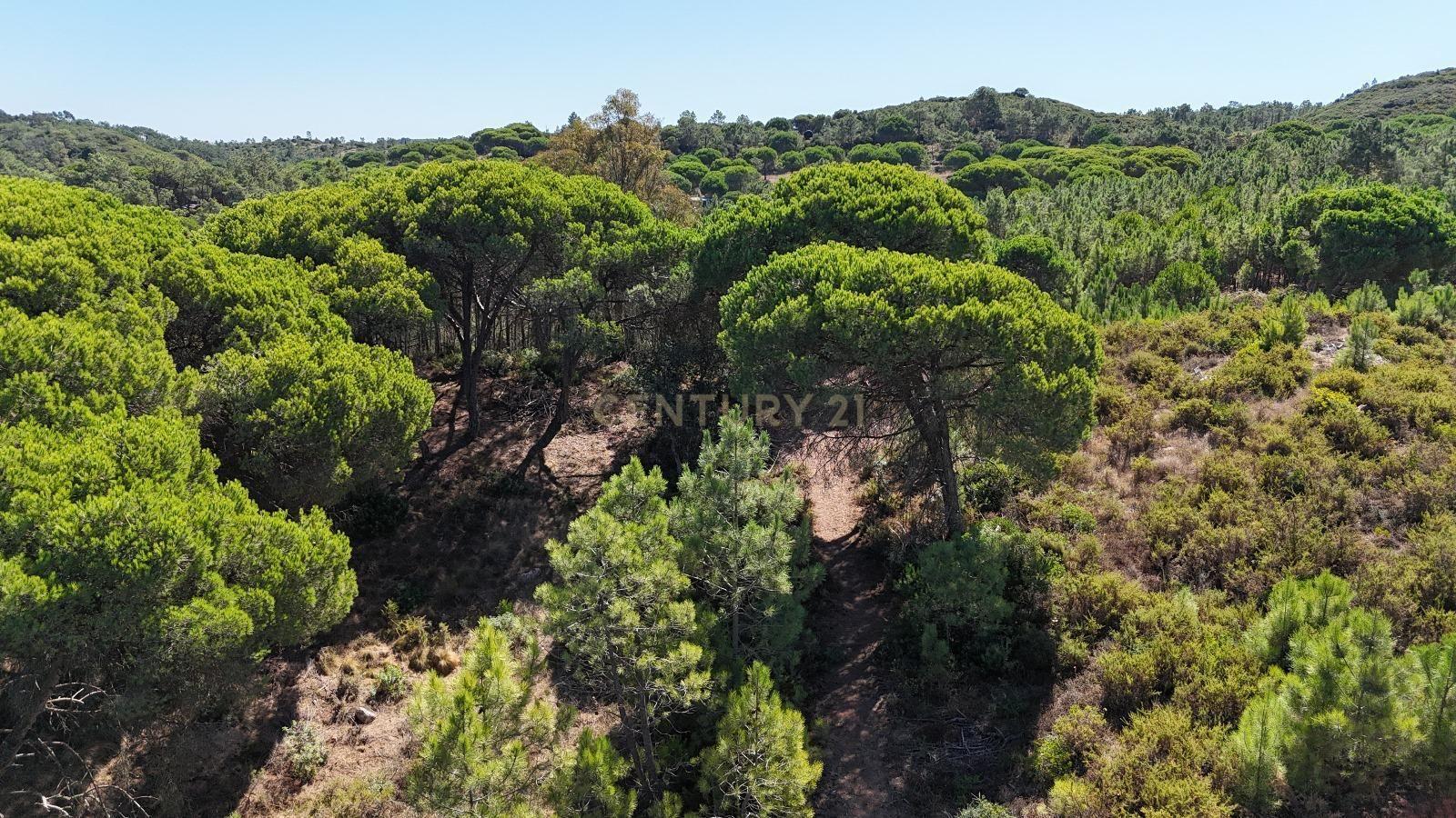 Fotografia 6 de Terreno com área de 10.000m2 com projeto aprovado perto da Aldeia do Meco