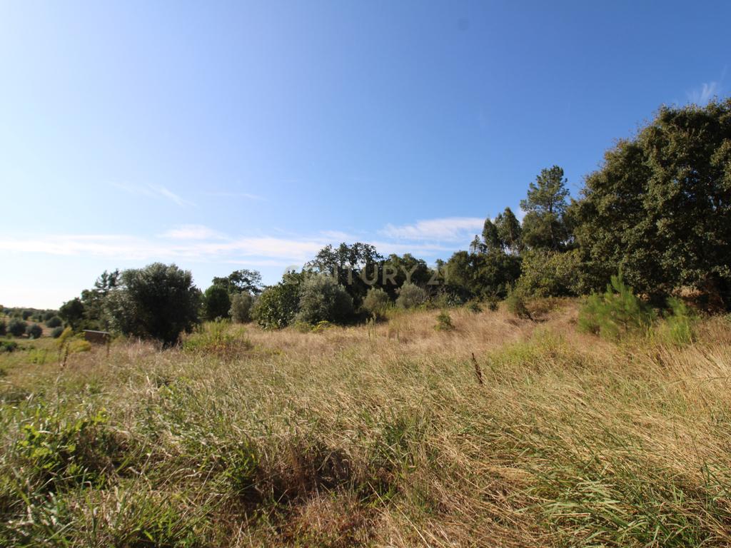2 Terrenos Rústicos c/poço de água próximo da Cidade de Tomar - Image 5