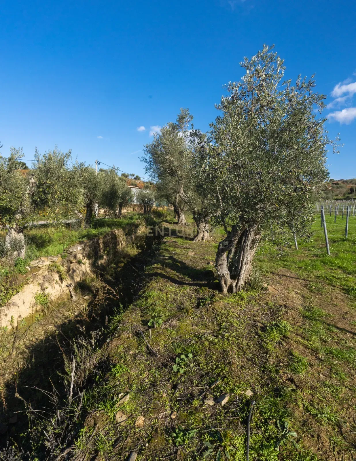 🏡Quinta com Moradia T3 e Vinha no Coração do Alto Douro Vinhateiro – Património Mundial da UNESCO - Image 63