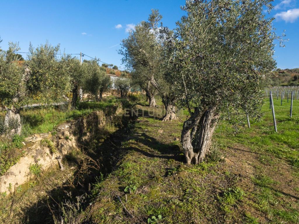 🏡Quinta com Moradia T3 e Vinha no Coração do Alto Douro Vinhateiro – Património Mundial da UNESCO - Image 63