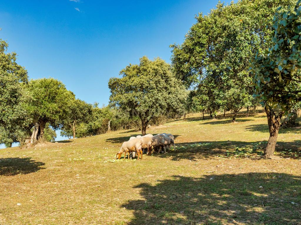 Quinta com Moradia típica  a beira da barragem ... - Image 42