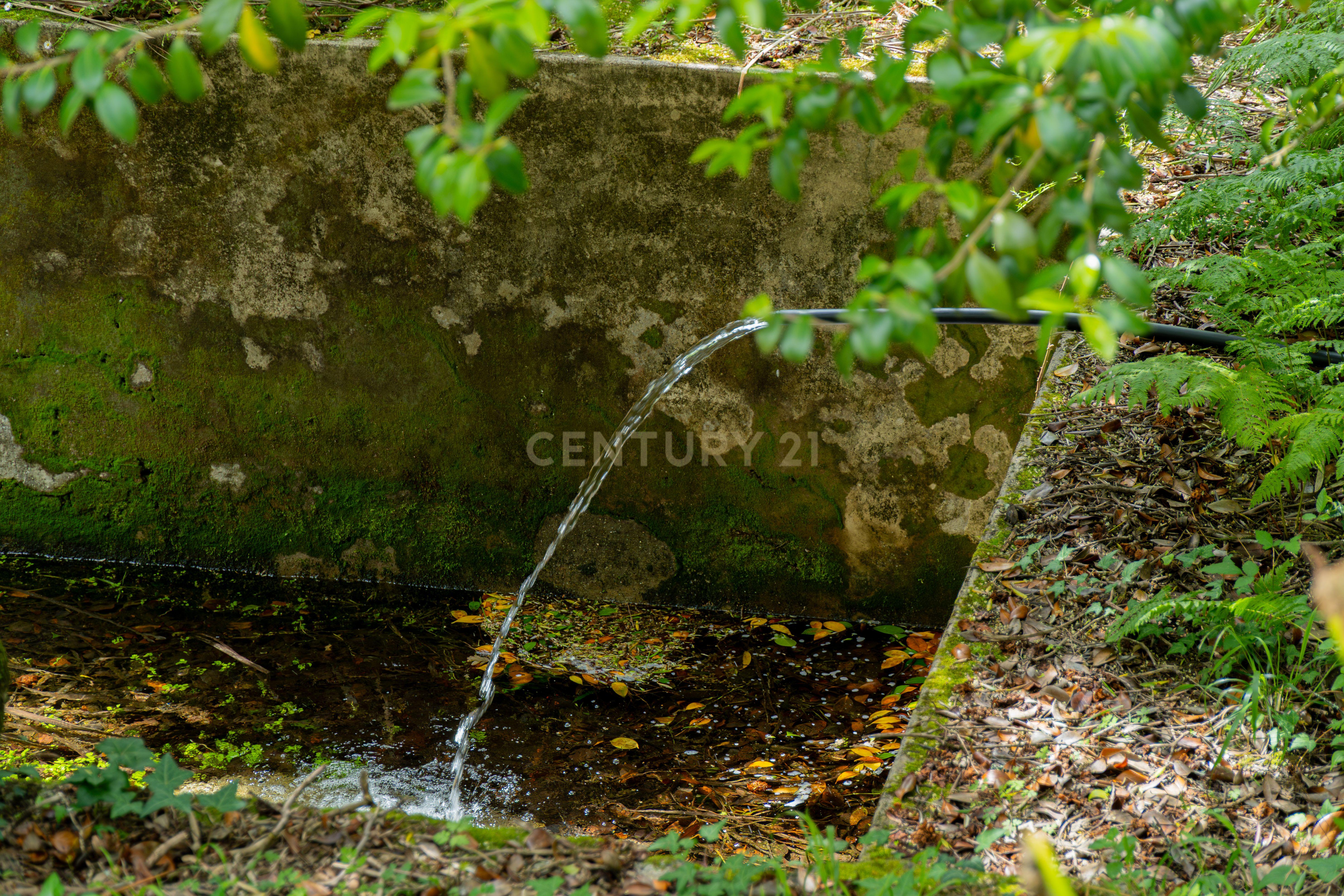 Fotografia 8 de Quinta dos Sonhos em Braga: 10 Hectares de História, Natureza e Potencial Turístico Inigualável
