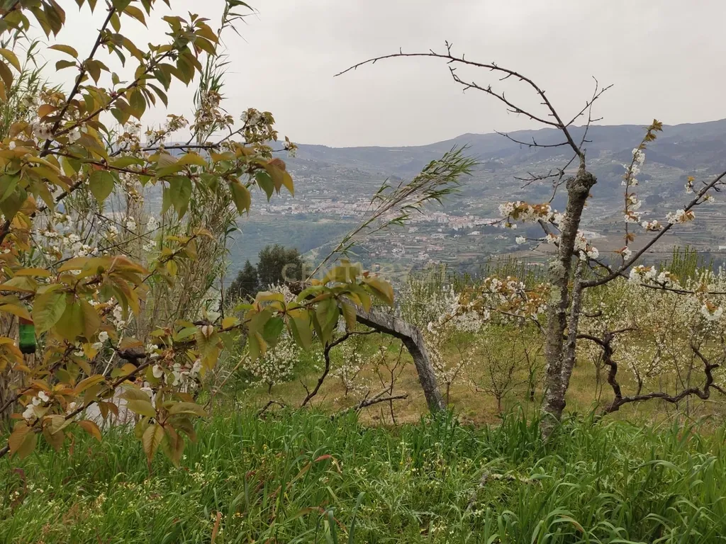 Terreno com casinha e vista para o rio Douro, em S. Tomé de Covelas, Baião para projeto agrícola - Image 64