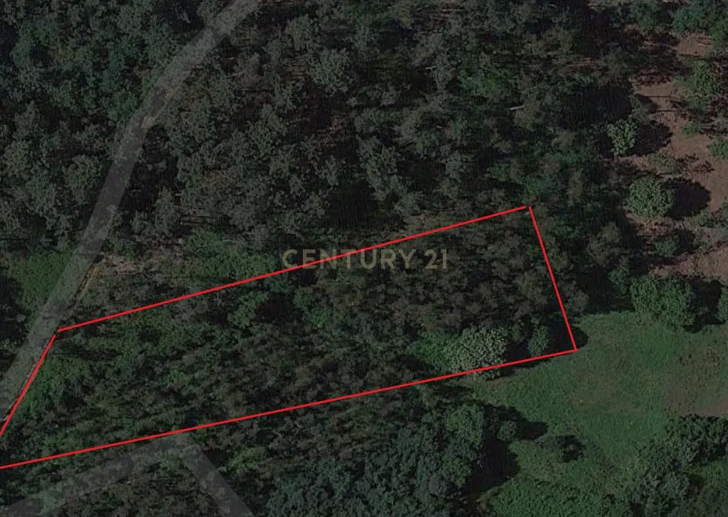 Terreno florestal com área total de 5.400m2 em Alheira - Barcelos - Image 2
