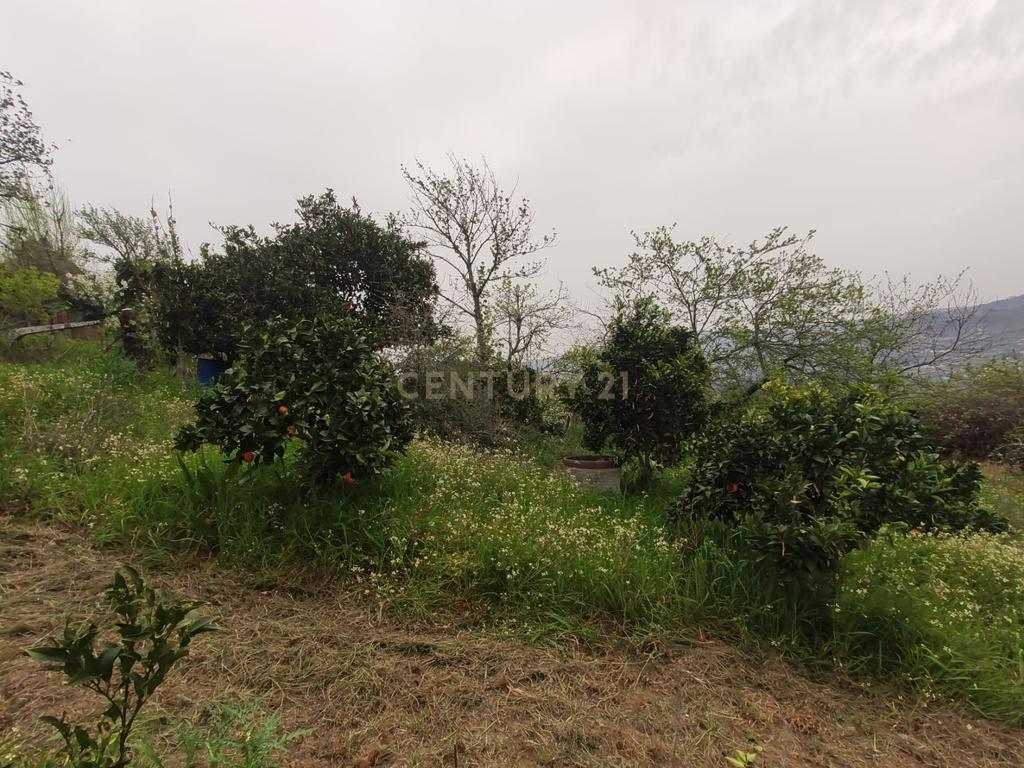 Terreno com casinha e vista para o rio Douro, em S. Tomé de Covelas, Baião para projeto agrícola - Image 60