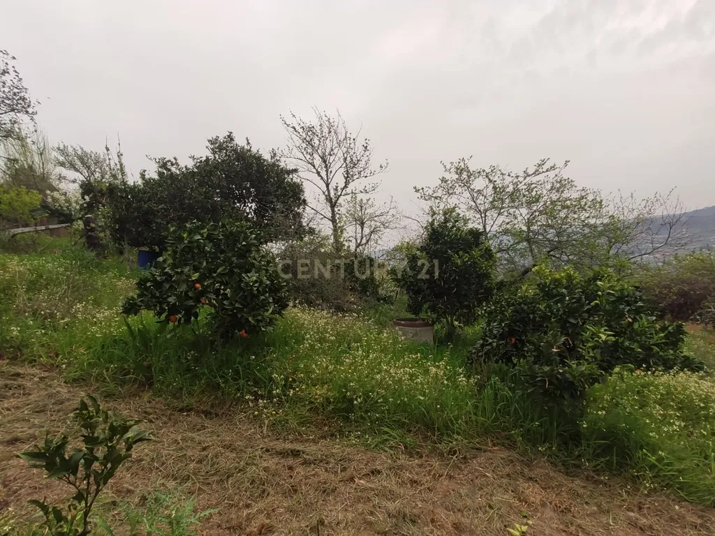 Terreno com casinha e vista para o rio Douro, em S. Tomé de Covelas, Baião para projeto agrícola - Image 60