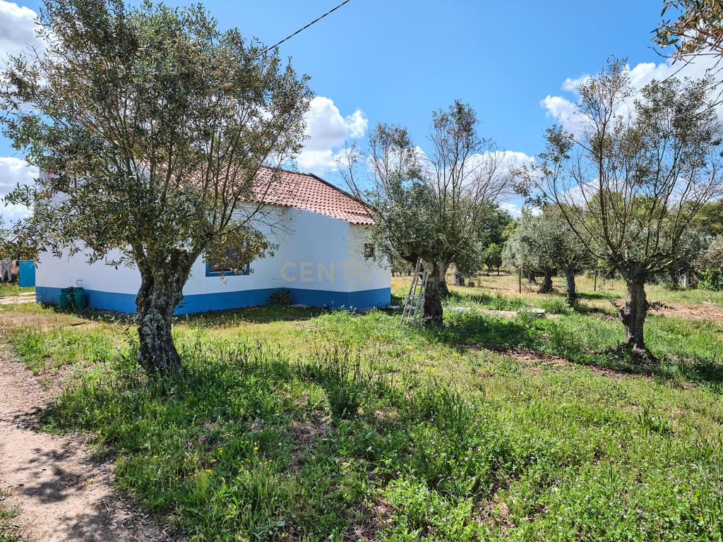 Viva o autêntico Alentejo – Seu refúgio em Ermidas do Sado - Cova do Gato espera por si - Image 2