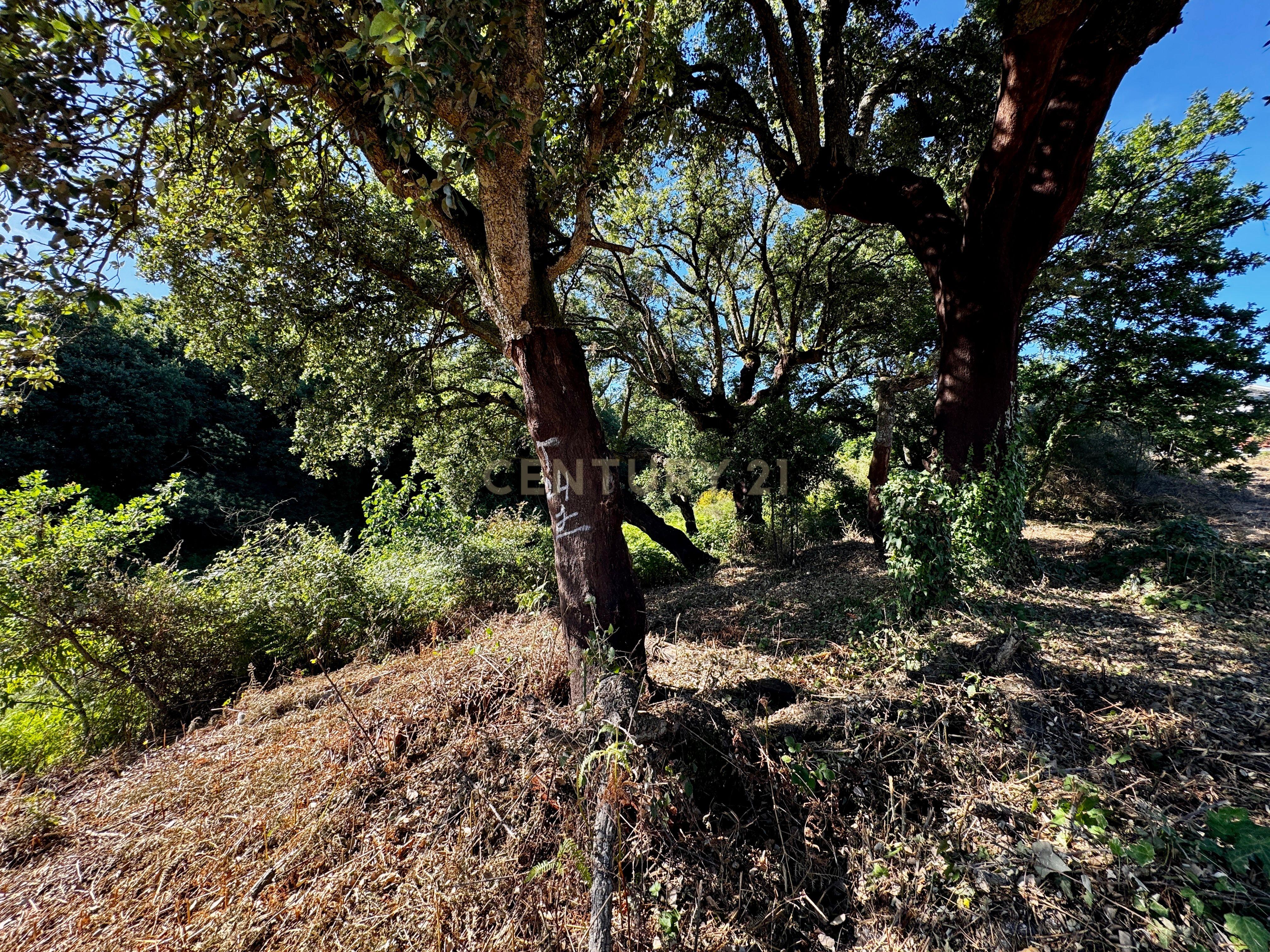 Fotografia 4 de Terreno com 2,6519 hectares, situado em Abragão, Penafiel