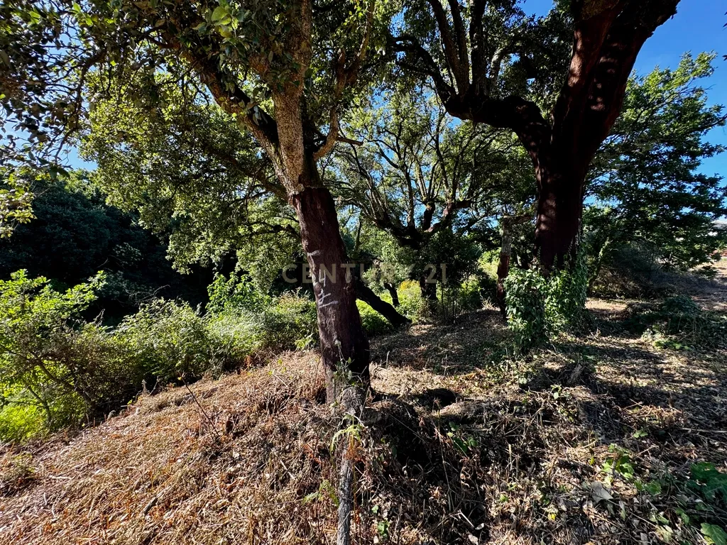 Terreno com 2,6519 hectares, situado em Abragão, Penafiel - Image 4
