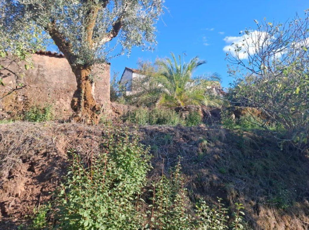 Fotografia 9 de Terreno Misto com 1.320 m² | Área Urbana + Olival | Alcaravela, Sardoal
