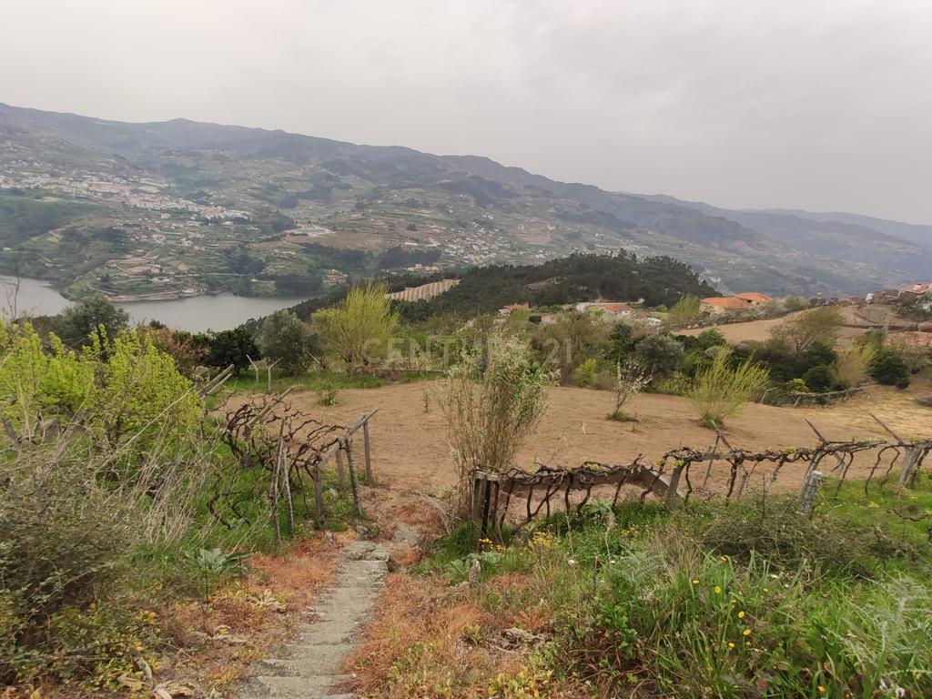 Terreno com casinha e vista para o rio Douro, em S. Tomé de Covelas, Baião para projeto agrícola - Image 67