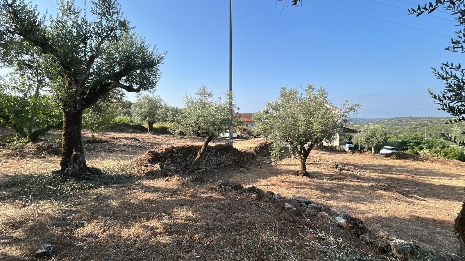 Fotografia 5 de Terreno com ruínas Recuperar em Além da Ribeira, Tomar