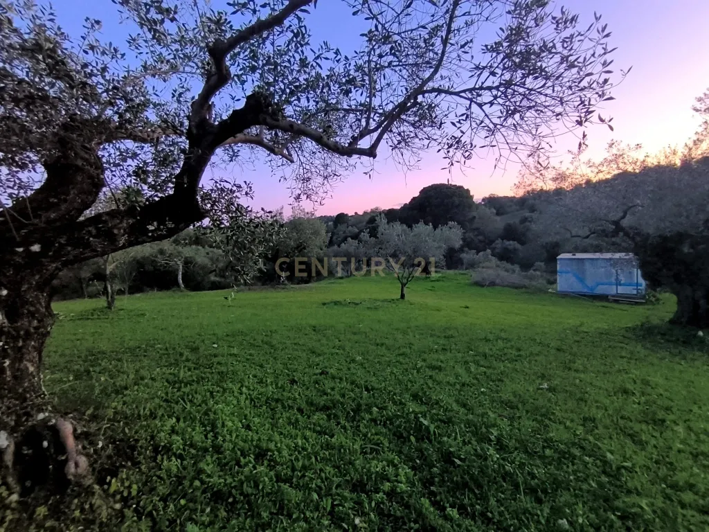 Olival para Venda – Pedrógão, Torres Novas - Image 3