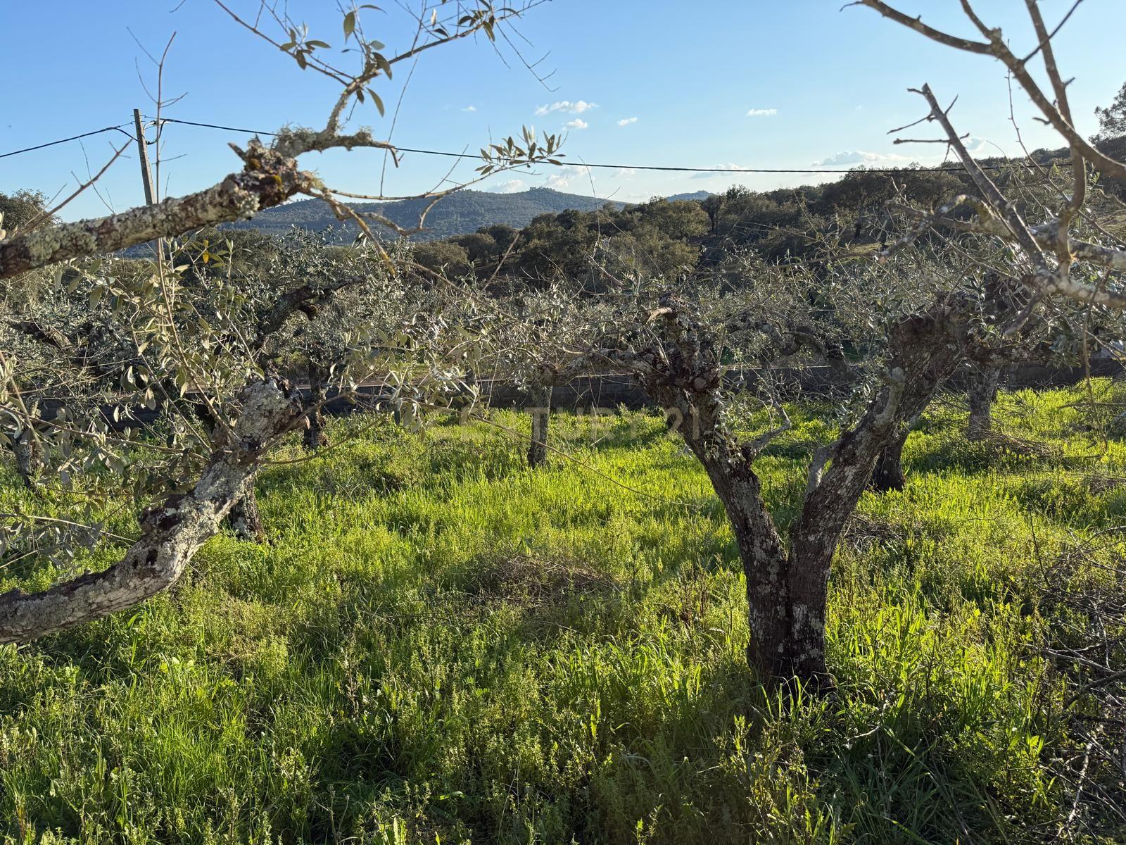 Moradia T1 à venda em Alegrete, Portalegre — foto 15