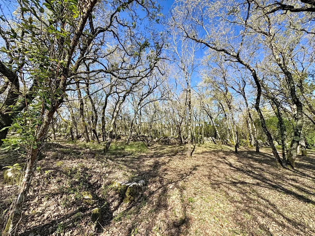 O lugar ideal para construir em plena natureza – Alcobaça - Image 2
