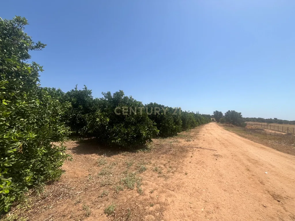 Quinta com 208.790m2, em Plena produção de Citrinos, e estufas, com elevado rendimento. Grande Potencial para projetos com fundos Europeus, e Turismo Rural. - Image 18