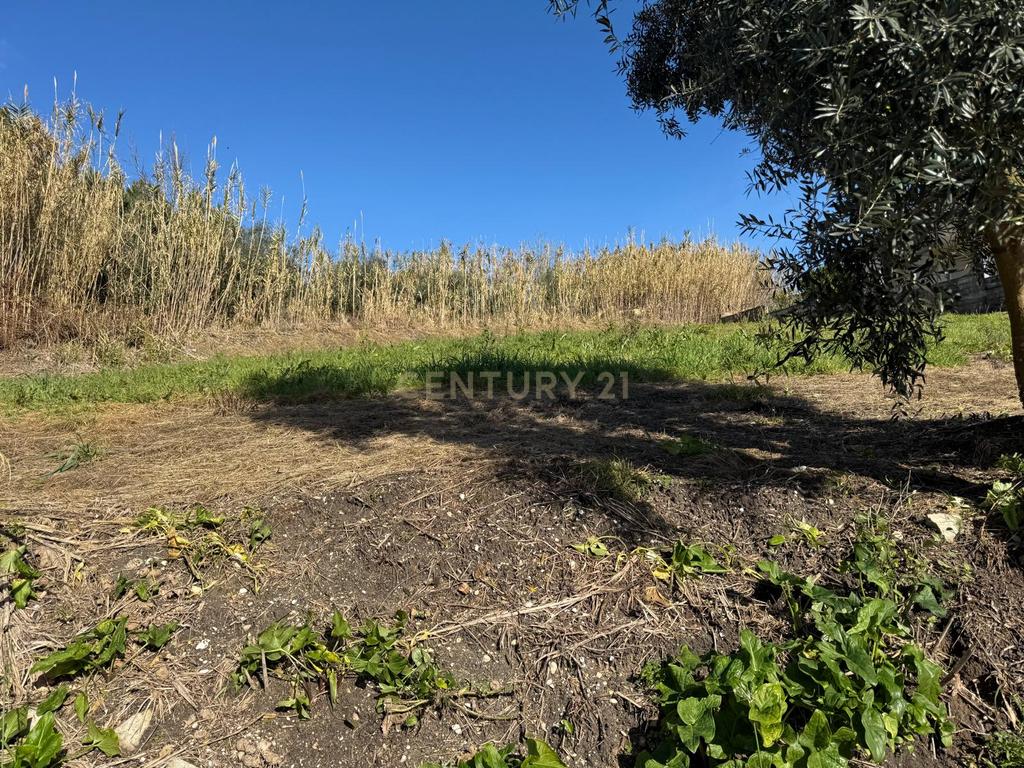 Terreno Panorâmico em Pombal - 1020m² por 34.500€ - Image 14