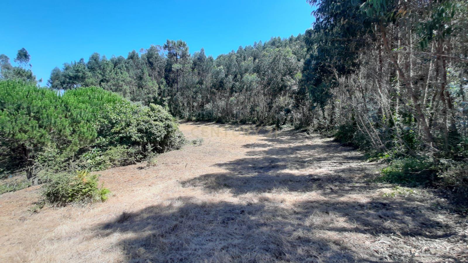 Fotografia 7 de Terreno com projeto aprovado de Moradia Isolada T3 - Picão