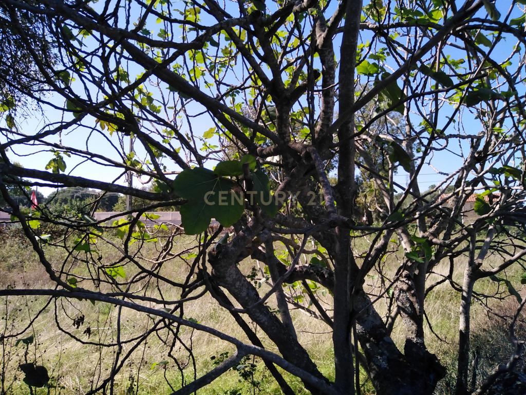 Tereno em Alcains, Castelo Branco - Image 5