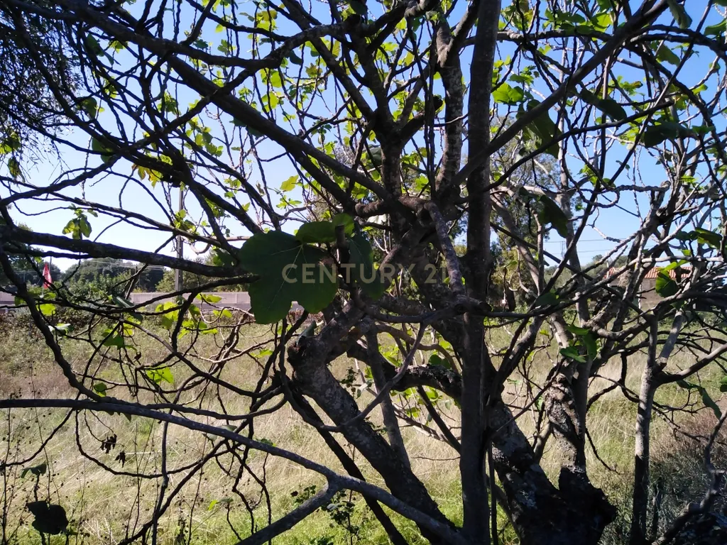 Tereno em Alcains, Castelo Branco - Image 5