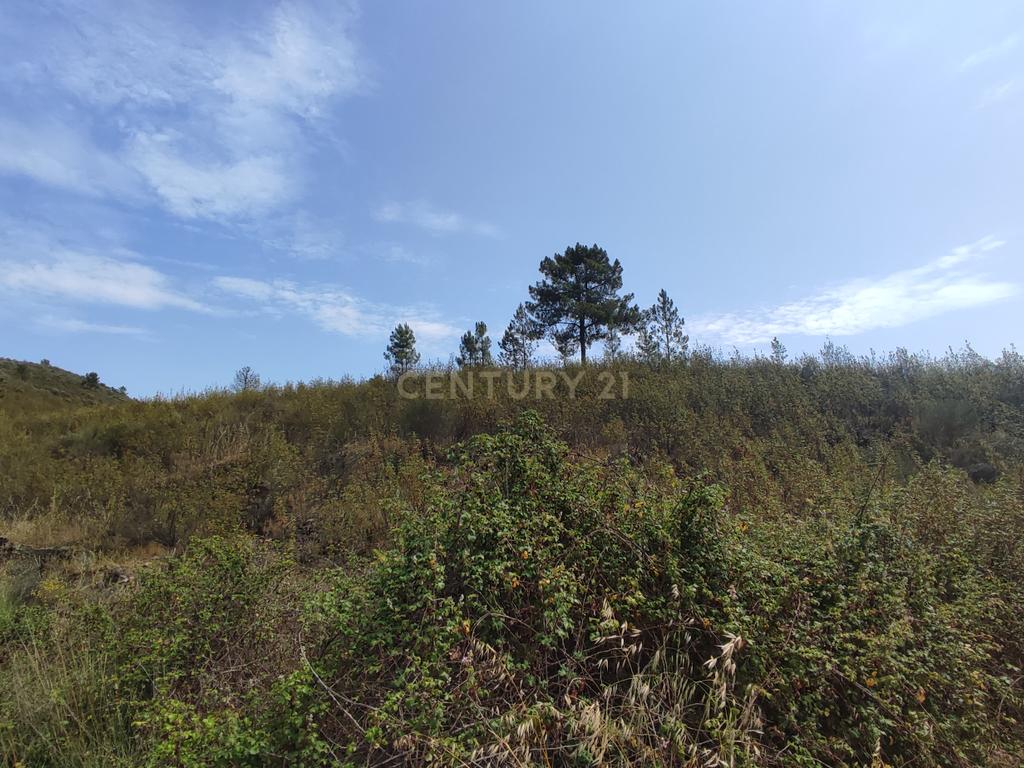 Terreno Rústico com 3,2 ha, Cebolais de Cima - Image 3