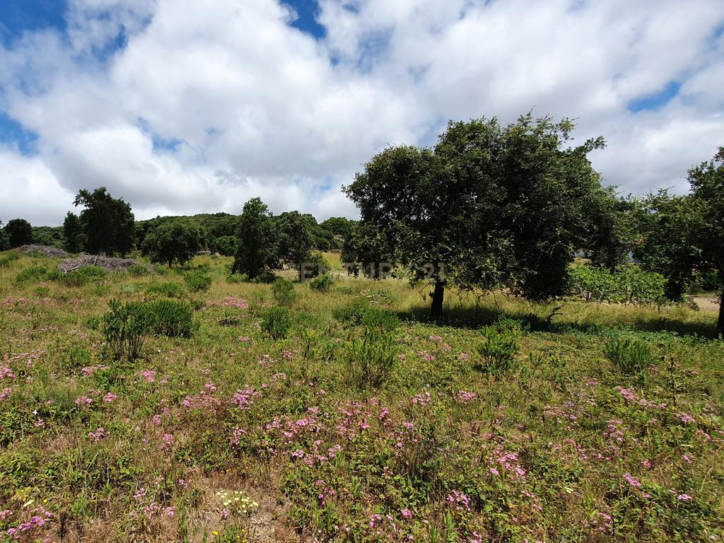 Quintinha com 2,5 hectares em Arruda dos Vinhos - Image 2