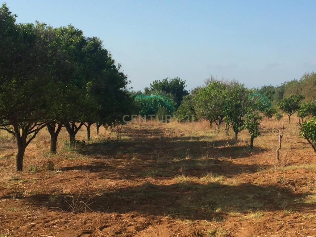 Terreno Rustico  preparado para Agricultura. - Image 3