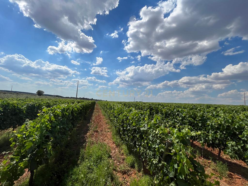 Herdade com 81.325,00 m2 de Vinha em Estremoz - Image 3