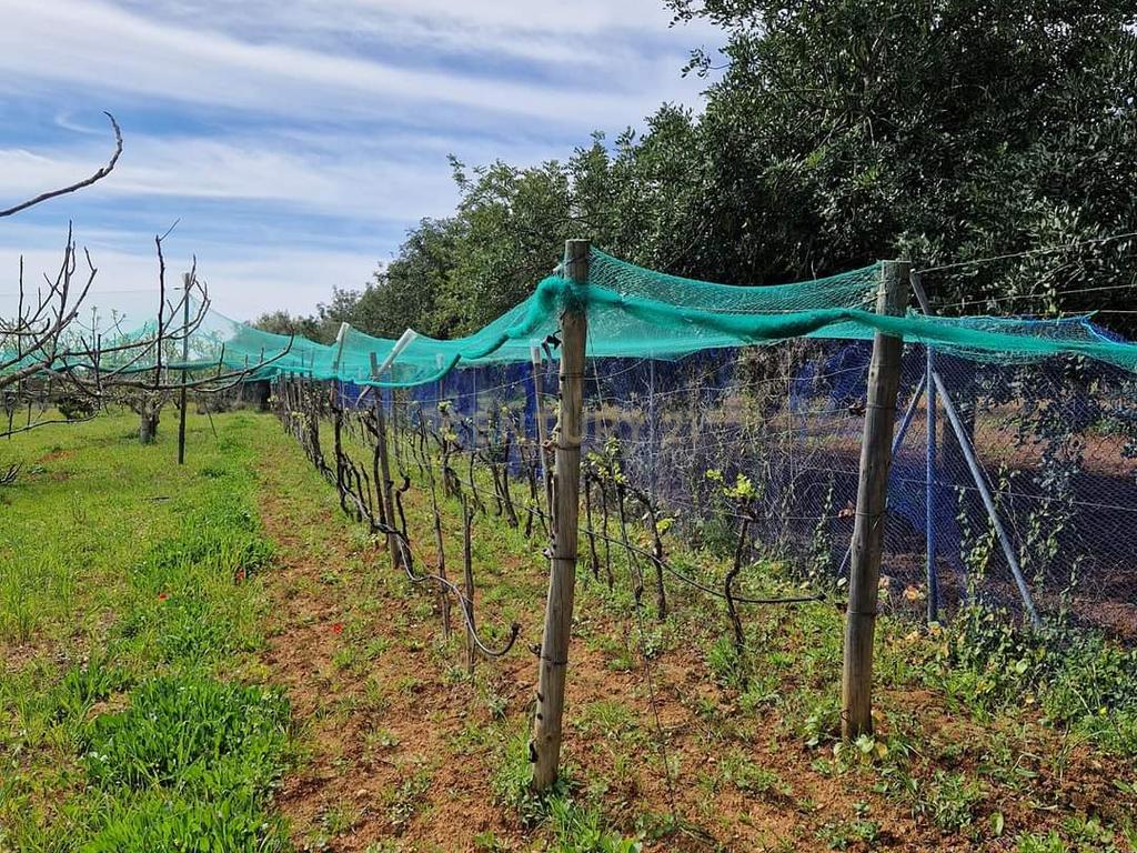 Terreno Rustico  preparado para Agricultura. - Image 6