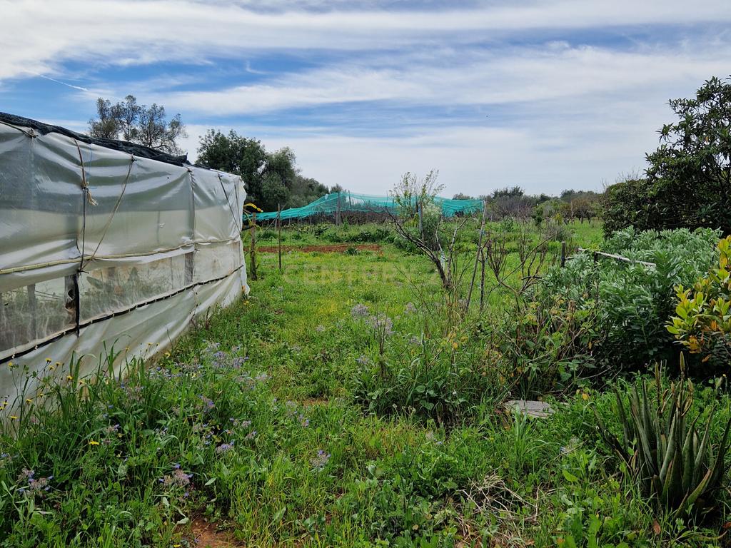 Terreno Rustico  preparado para Agricultura. - Image 1
