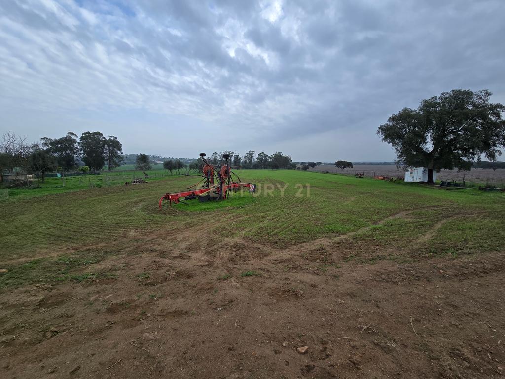Terreno Rústico de 1,125 ha em Alcáçovas – Ideal para Agricultura, Habitação ou Turismo Rural - Image 2