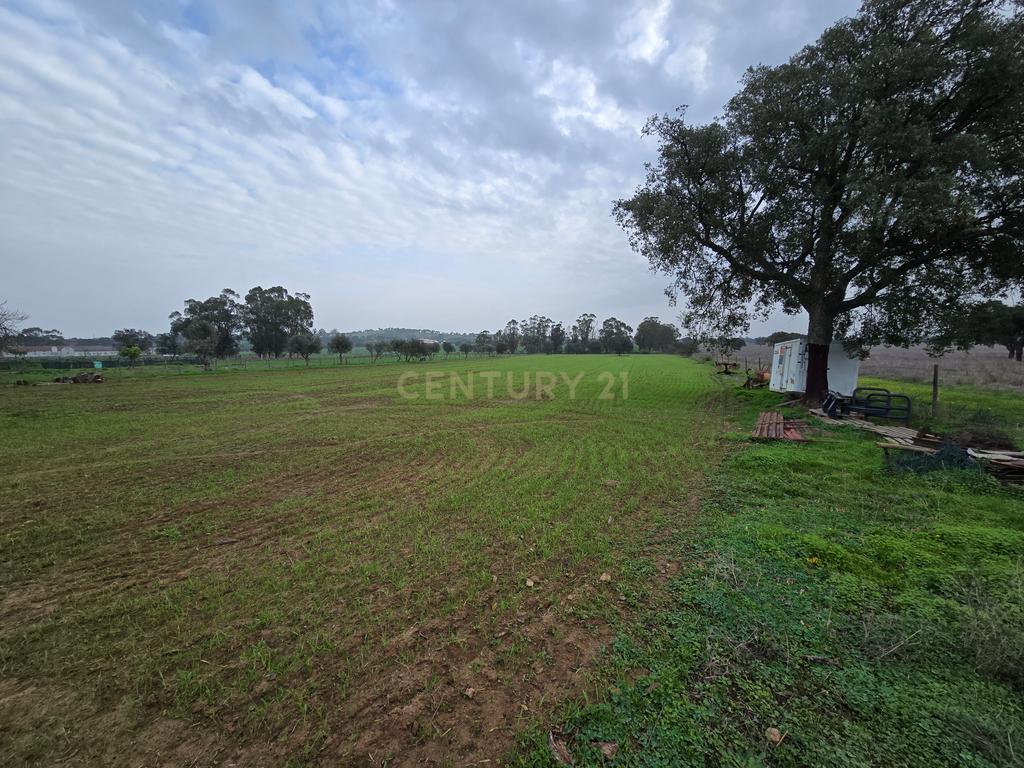 Terreno Rústico de 1,125 ha em Alcáçovas – Ideal para Agricultura, Habitação ou Turismo Rural - Image 3
