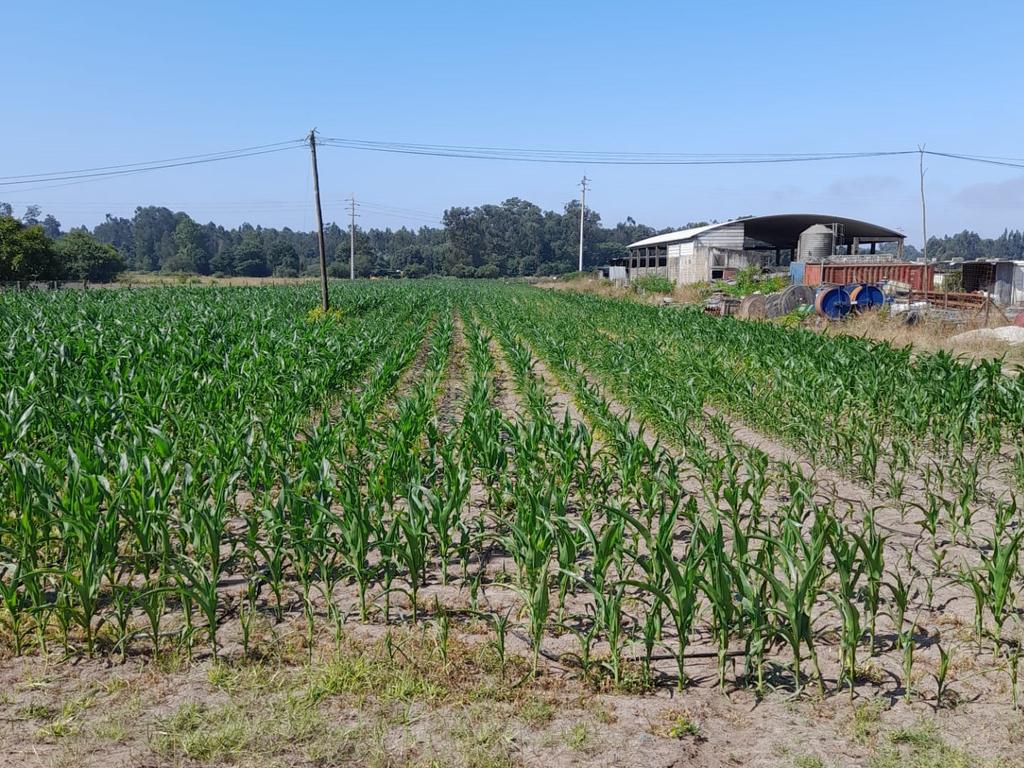 Terreno - Estarreja - Image 2