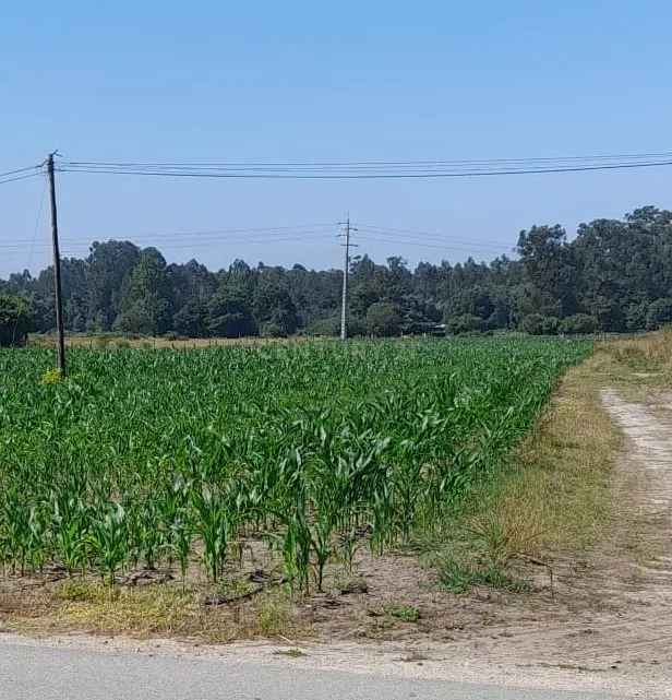 Terreno - Estarreja - Image 5