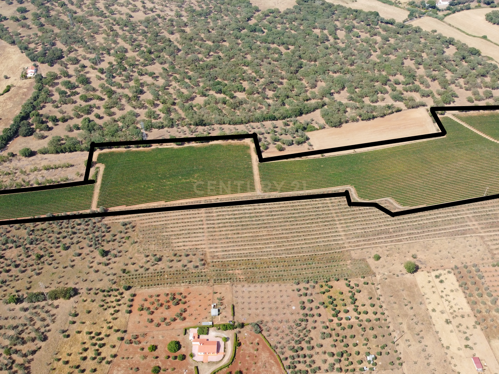 Herdade com 81.325,00 m2 de Vinha em Estremoz - Image 6