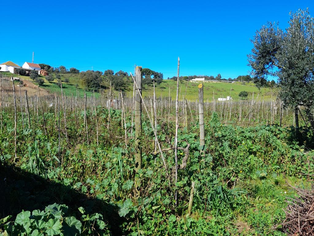 Terreno Rustico com 6240m2 em Pontével - Cartaxo - Image 2