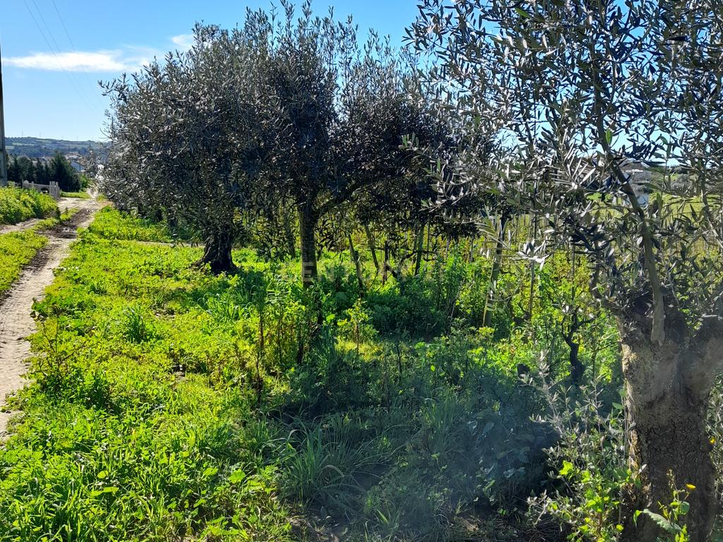 Terreno Rustico com 6240m2 em Pontével - Cartaxo - Image 13